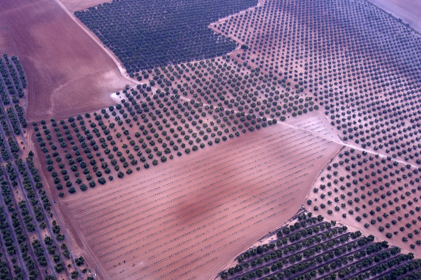 Reportaje sobre el aceite de oliva