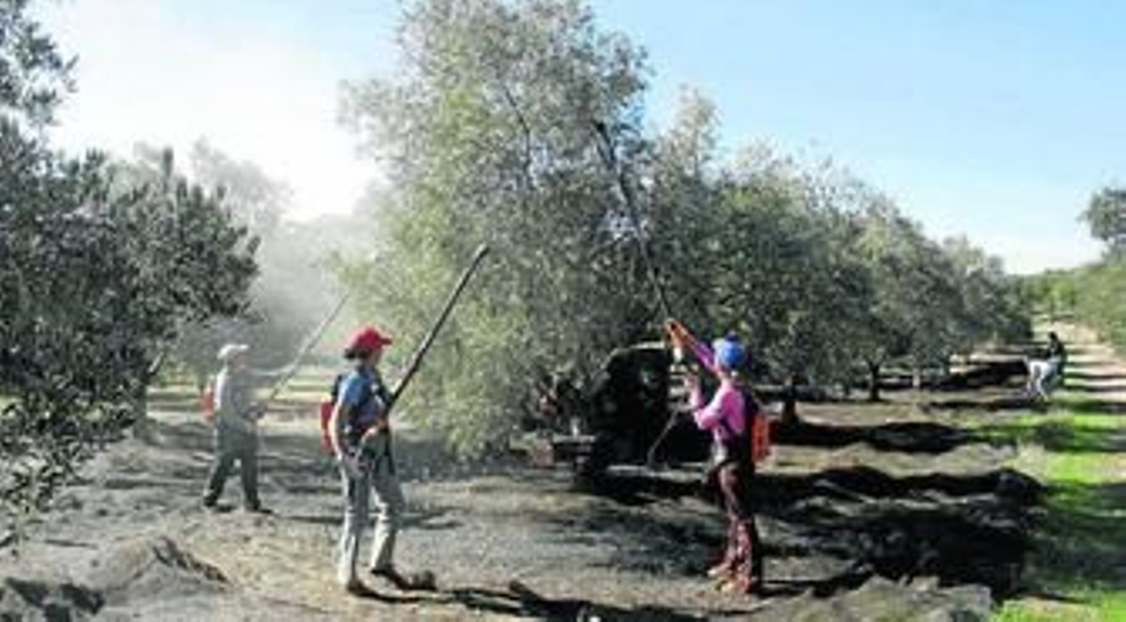 Una cuadrilla de trabajadores en la recogida de la aceituna.