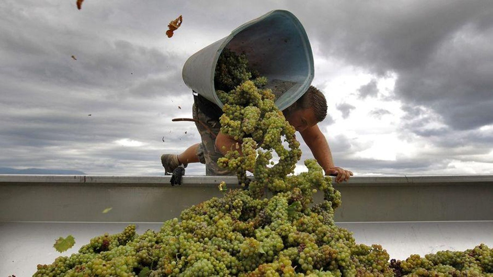 Un agricultor vendimia uva moscatel en los viñedos de "Domaine de Rombeau" de Rivesaltes, en Francia.