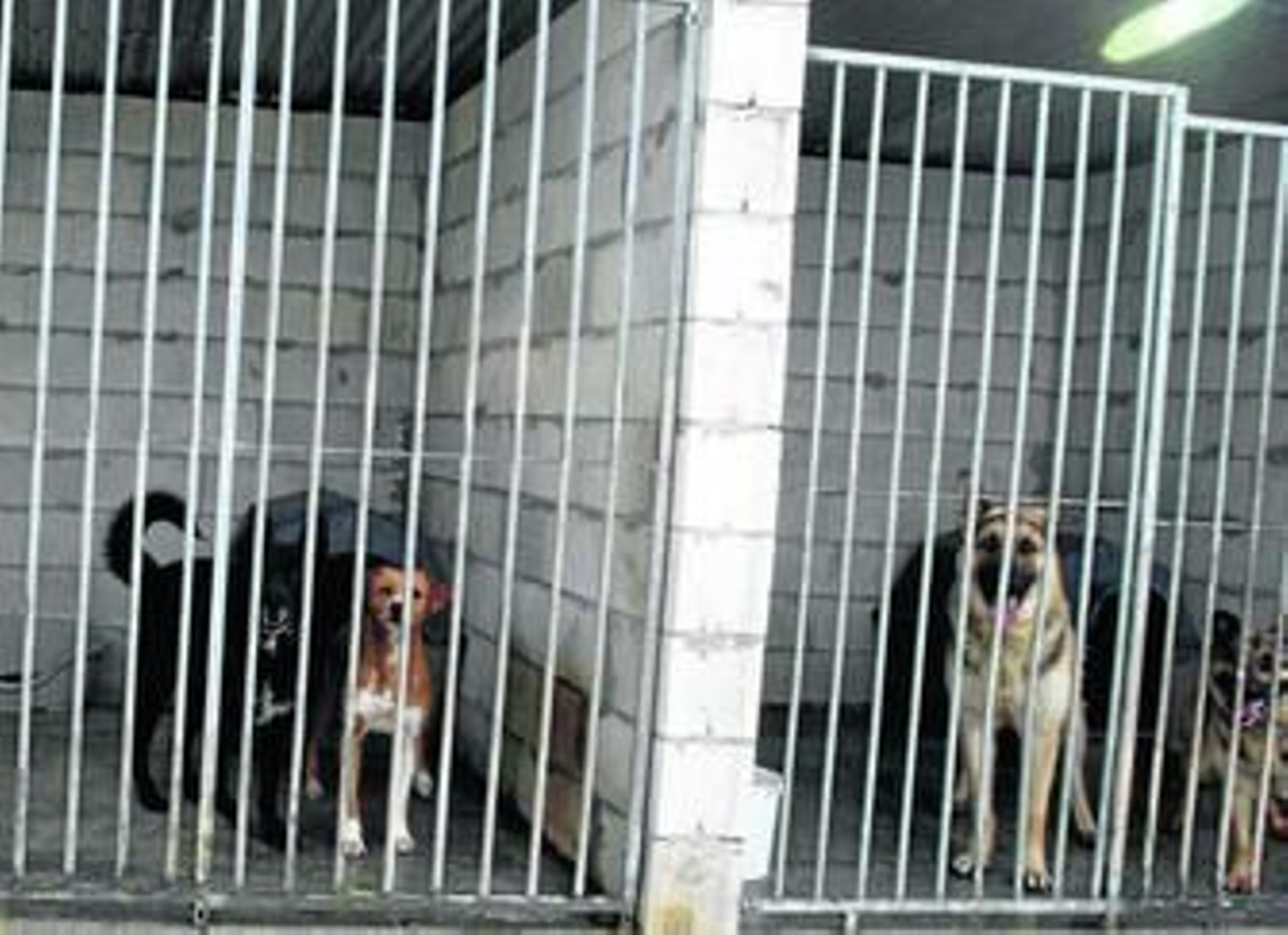Cuatro perros en sus jaulas de los 600 que esperan dueño en la protecta de animales Prodean situada en La Línea de la Concepción.