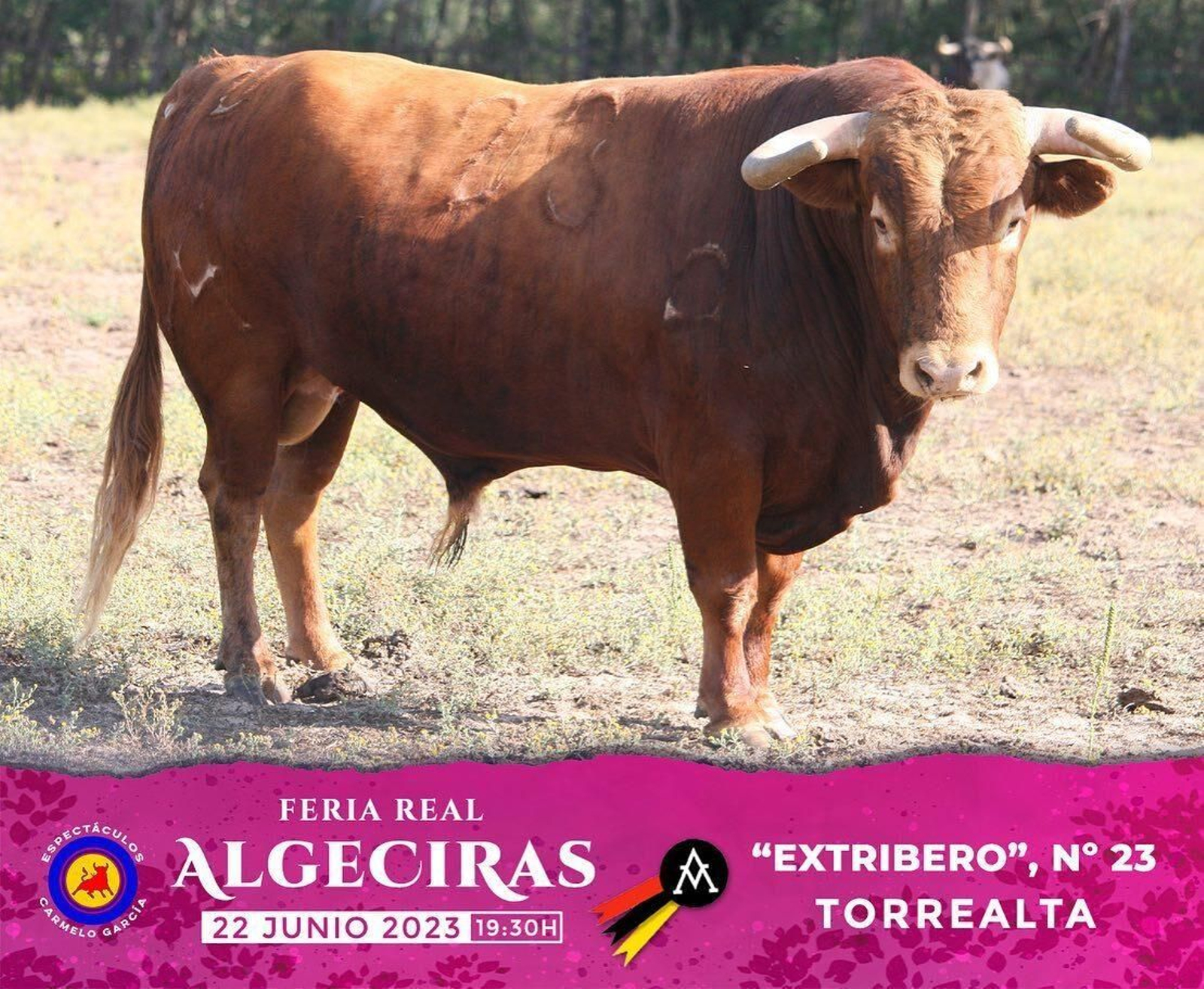 Los toros de Torrealta reseñados para la primera corrida dela  Feria de Algeciras 2023, en imágenes