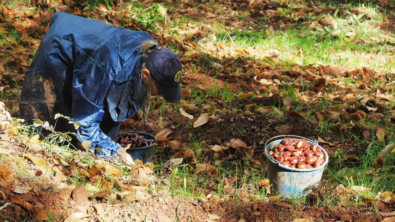 Una 'apañaora' trabaja en un castañar de la Sierra de Aracena y Picos de Aroche