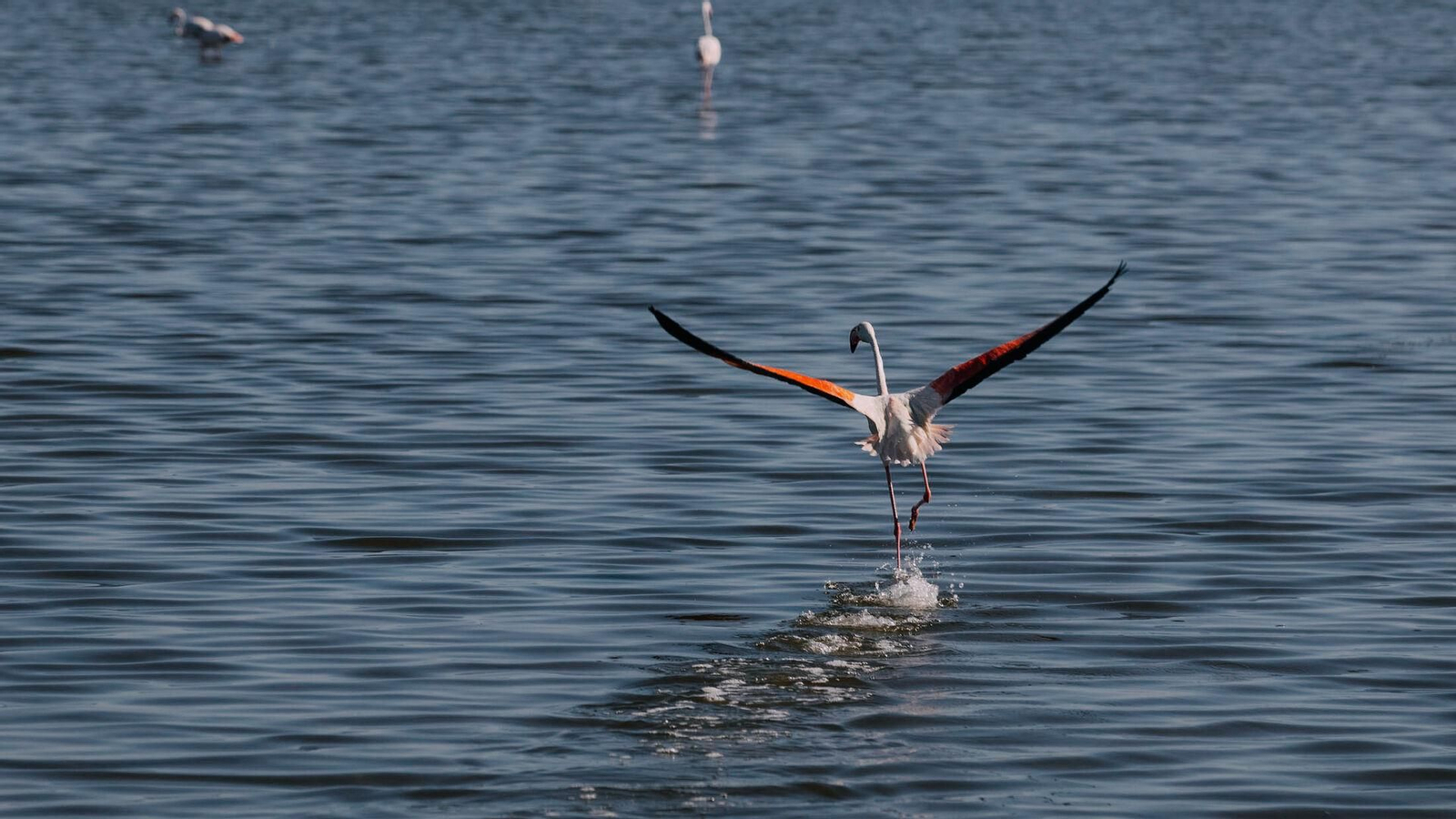 El Día de Andalucía desconecta en el Paraje Natural Marismas del Odiel