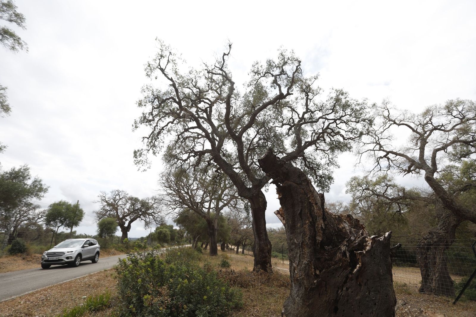 Alcornoques en mal estado en Castellar.