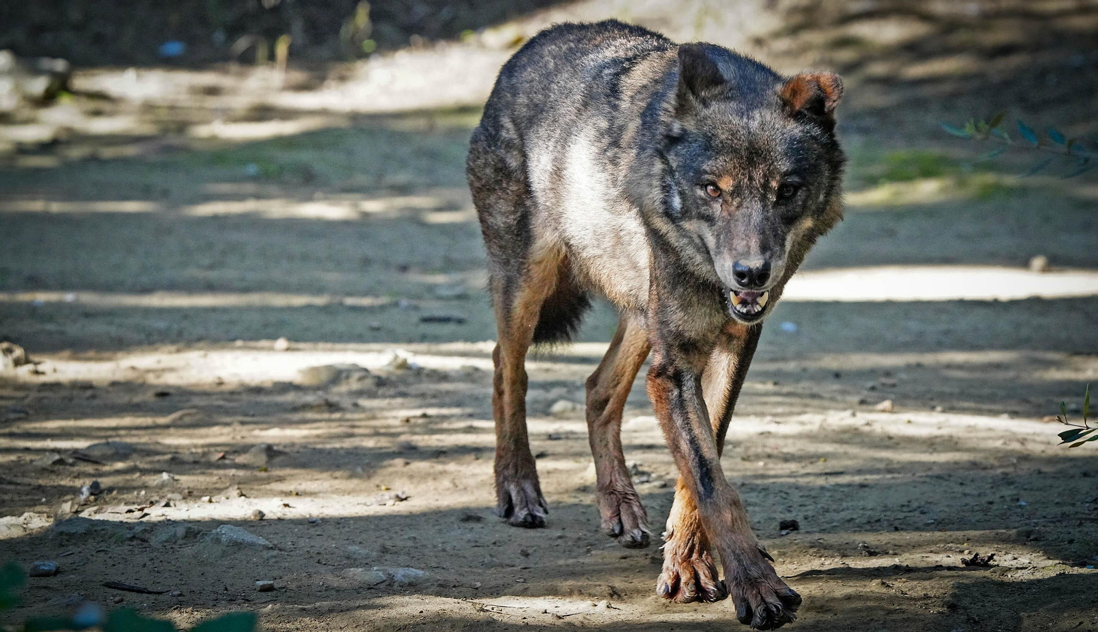 La especial mirada de los animales del Zoo de Jerez