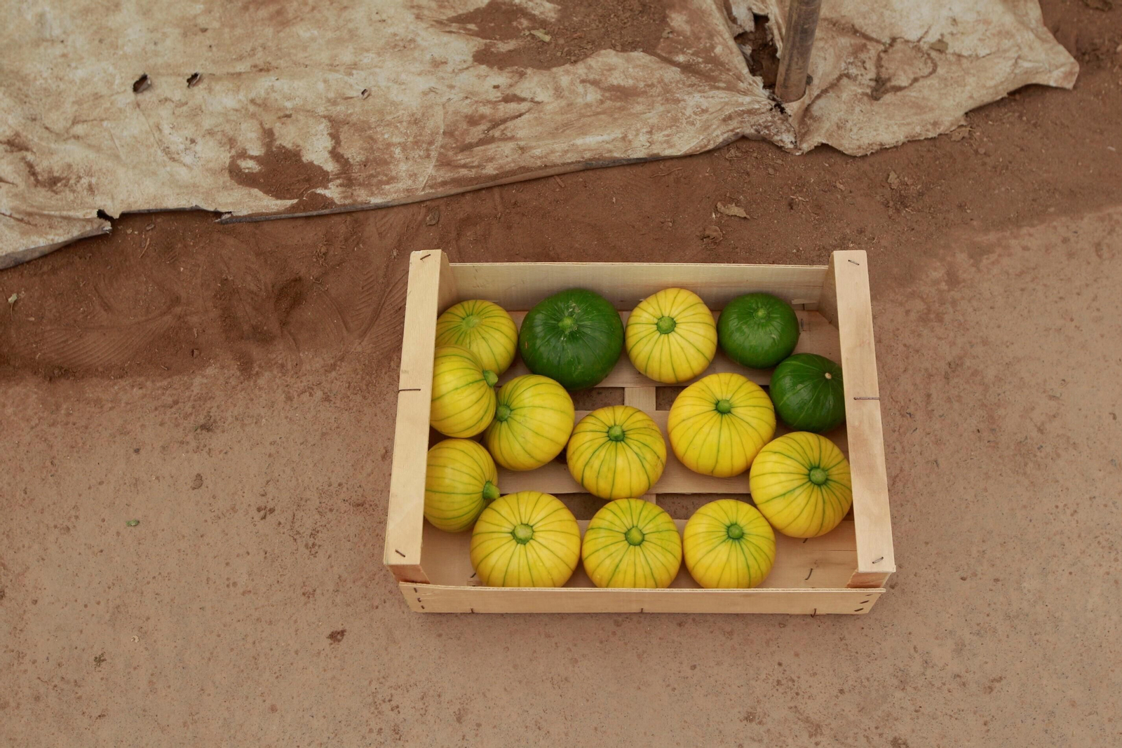 Vea cómo es el Zucchiolo, el producto de moda de la huerta almeriense