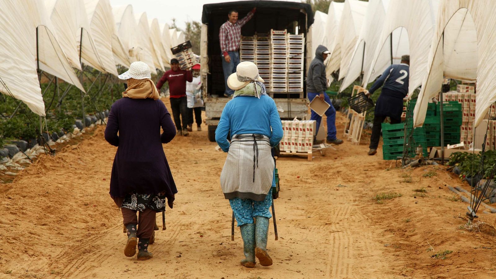 Dos jornaleras se dirigen con los carro de fresa al camión de carga.