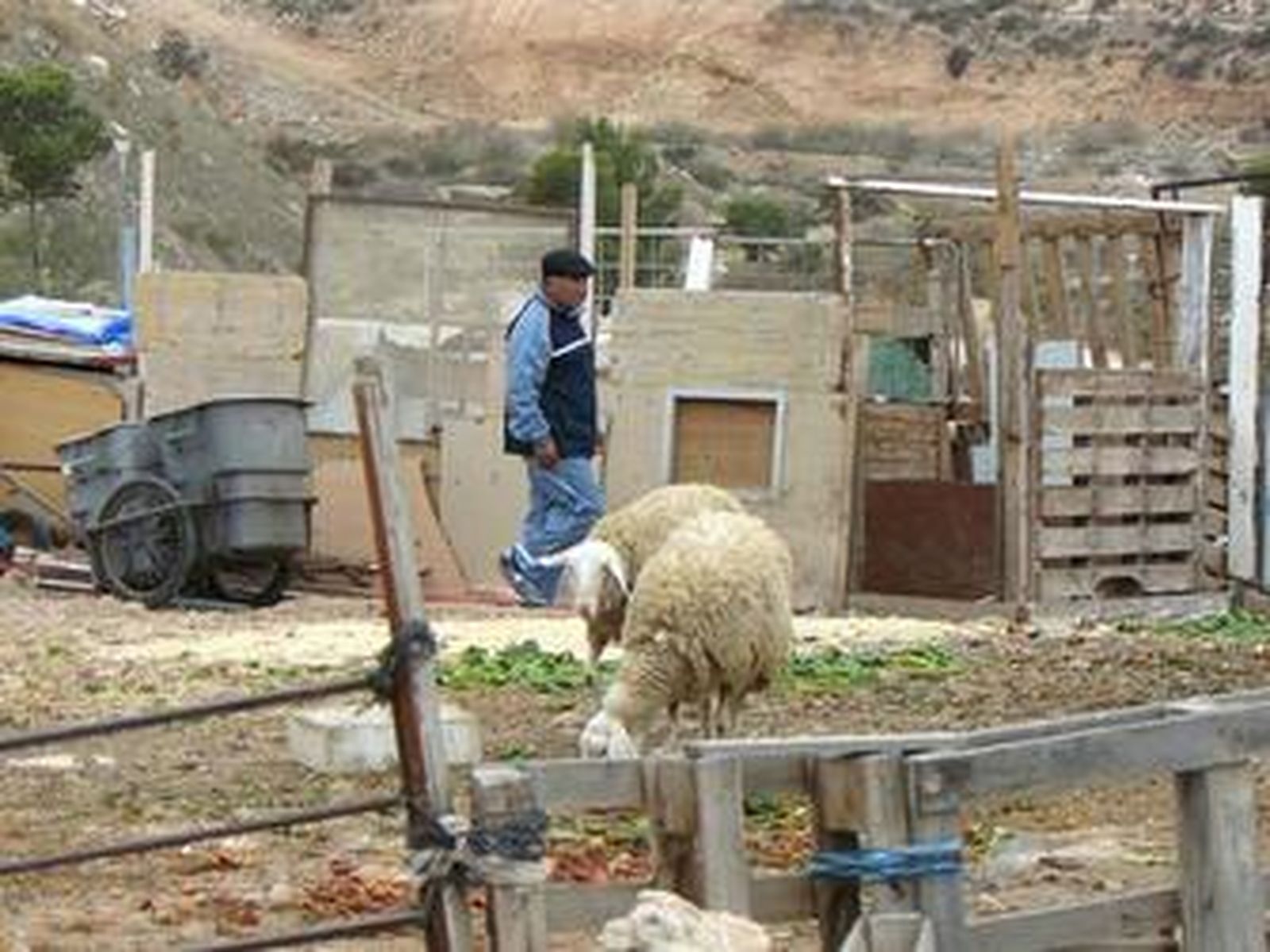 Algunos vecinos tienen entre sus aficciones la cría de animales.