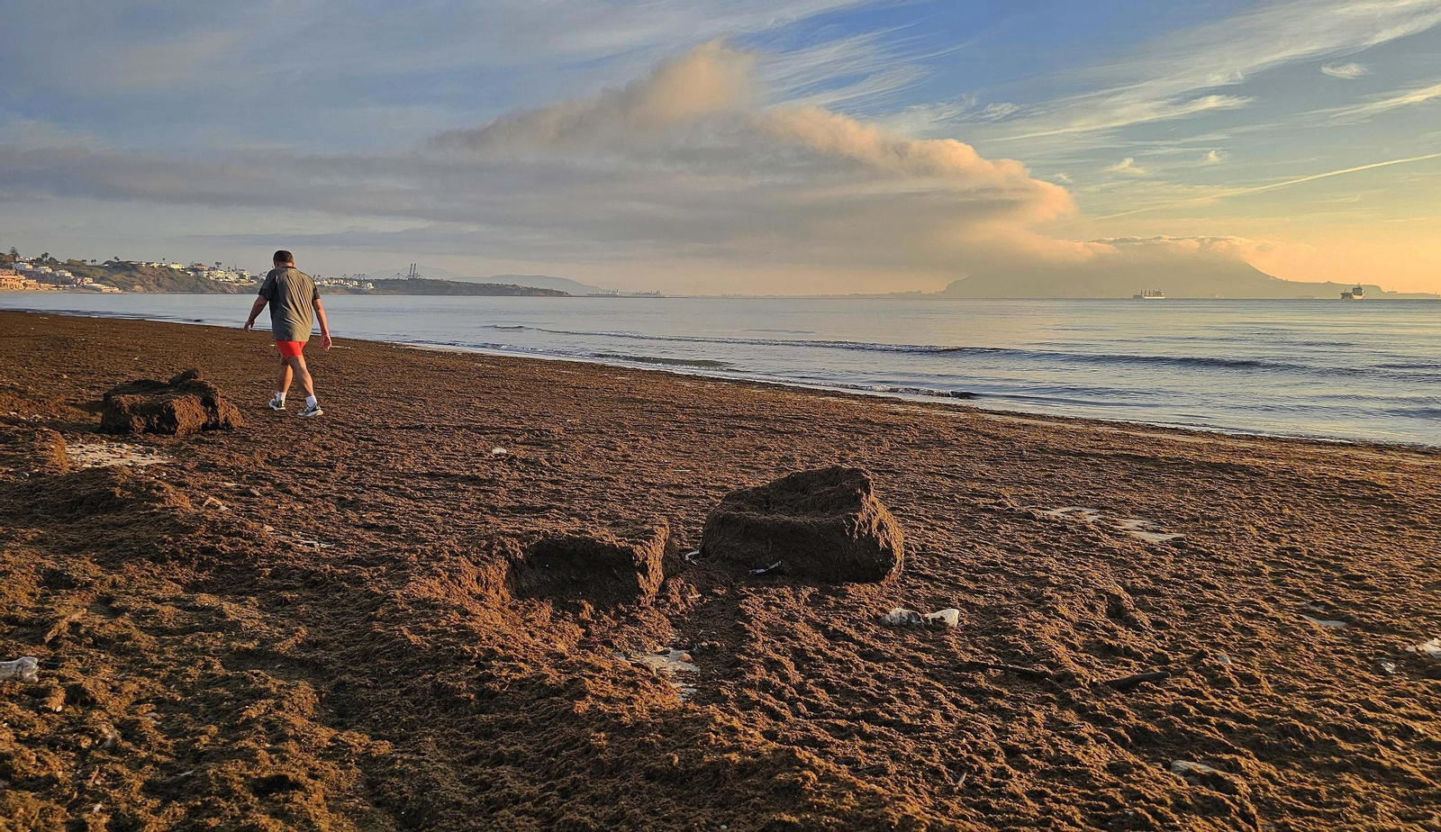 Fotos del nuevo arribazón de alga asiática en la playa de Getares de Algeciras