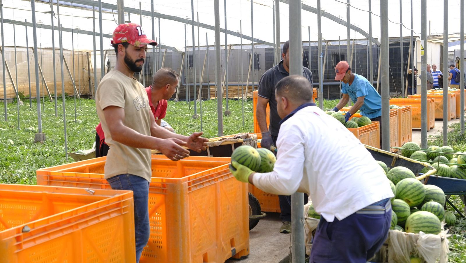 Imágenes de las primeras sandías que salen de Almería esta campaña