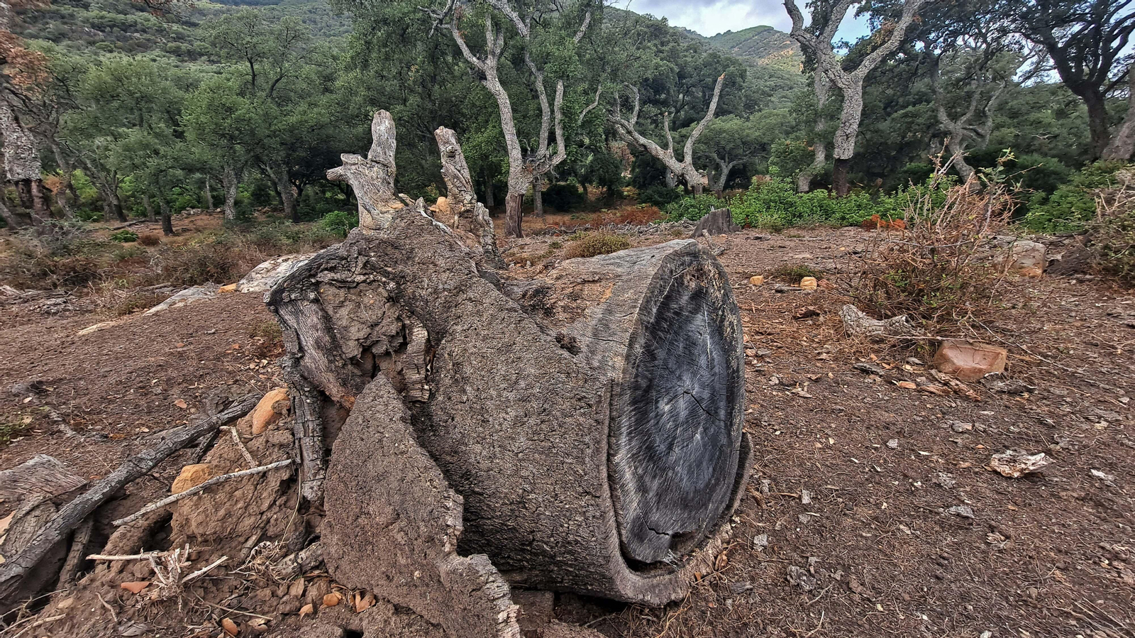 Fotos del sendero de la garganta del Rayo en Tarifa