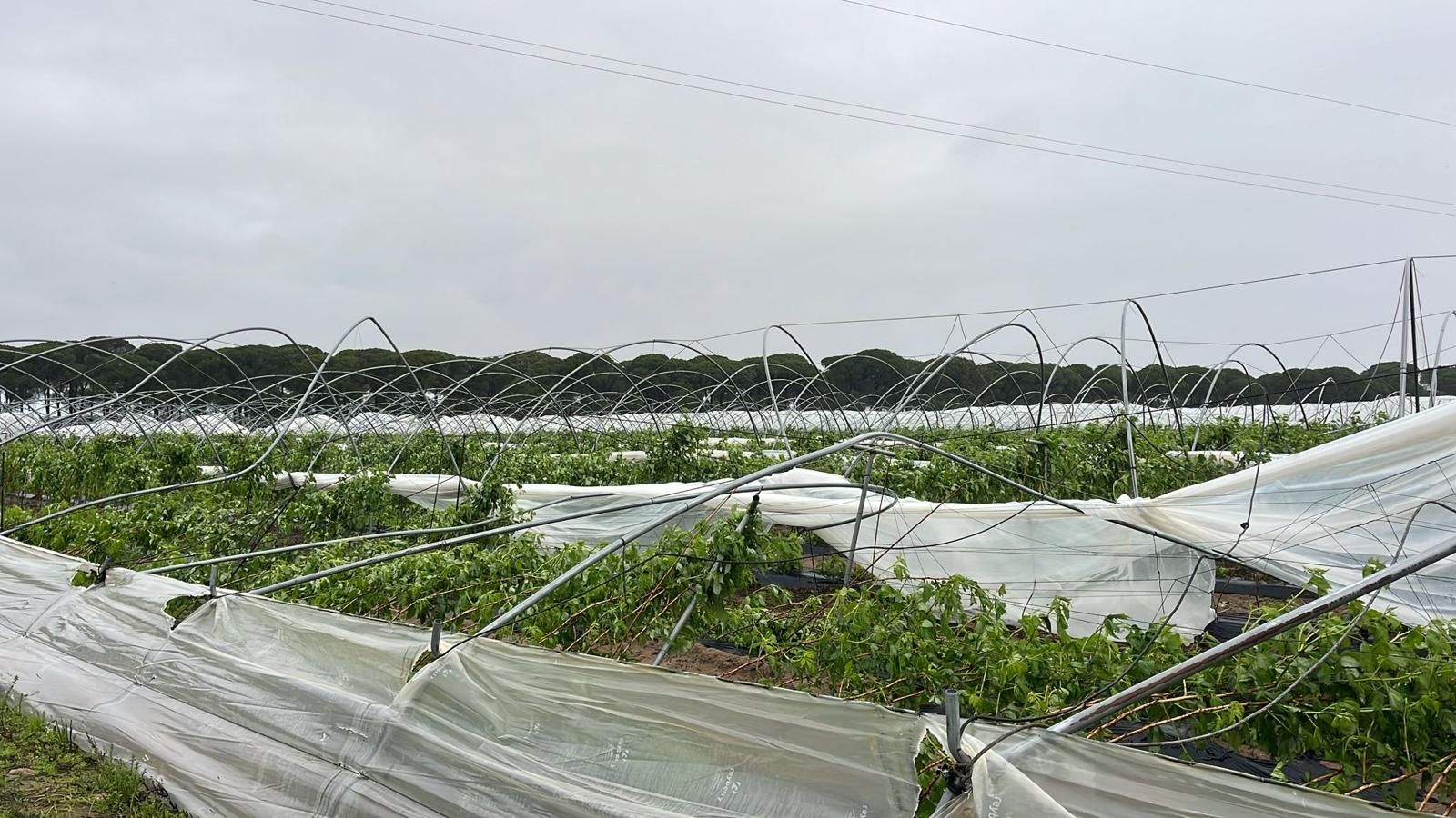 Imagen de una finca fresera en la provincia de Huelva afectada por el temporal.