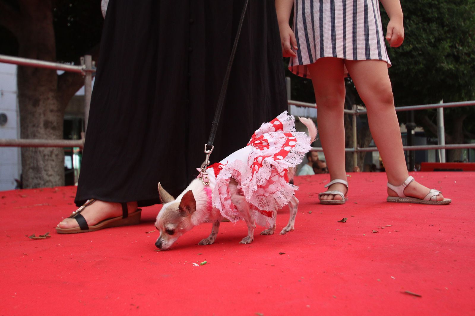 Fotogalería del concurso canino. Feria de Almería 2019