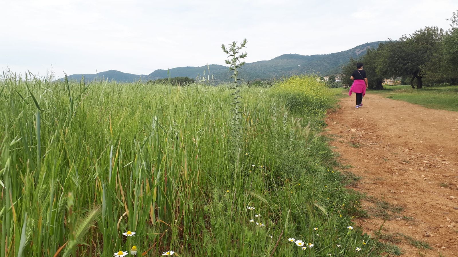 Un campo sembrado de trigo en Córdoba.