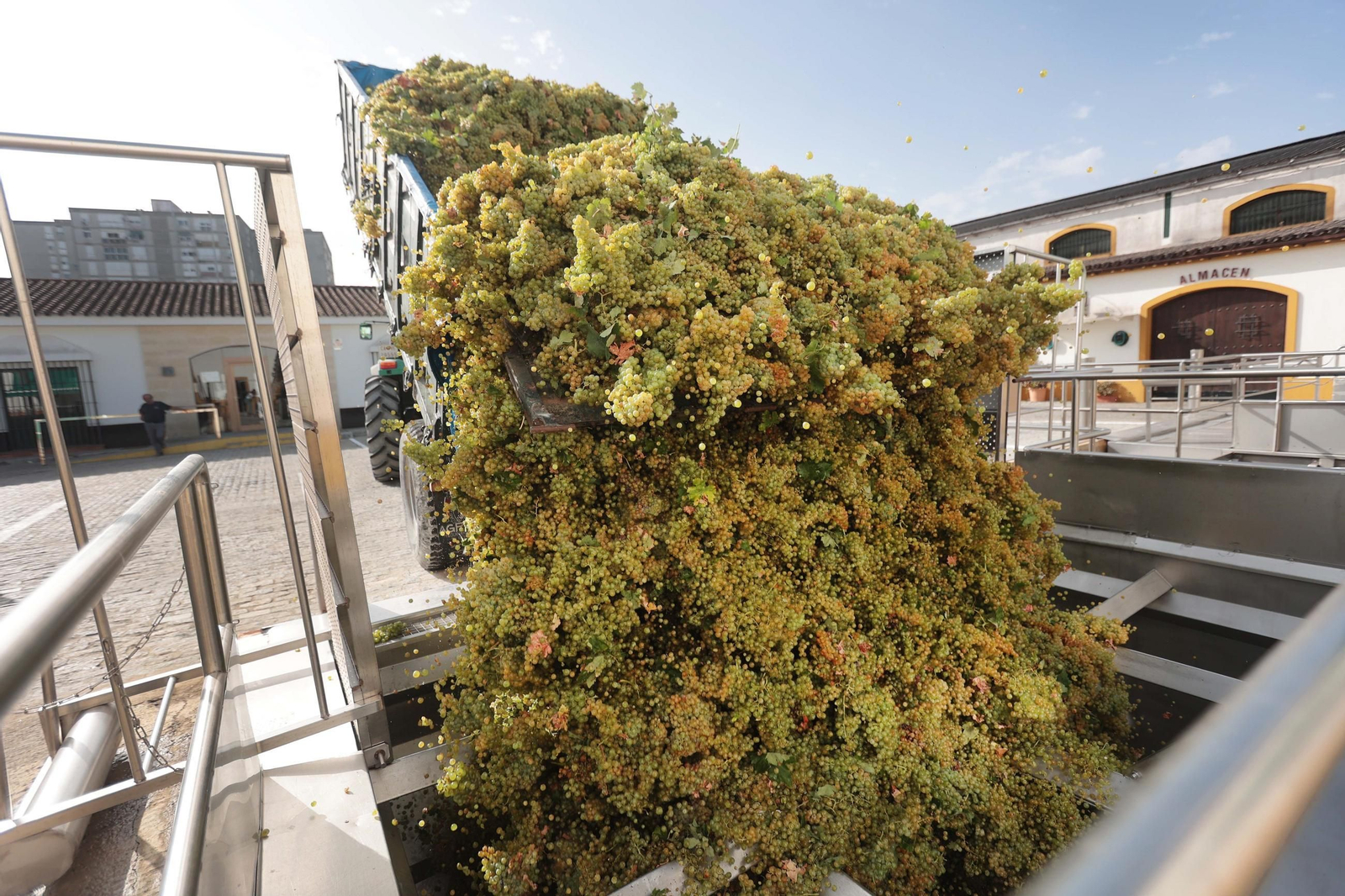 Vendimia en la cooperativa de Las Angustias