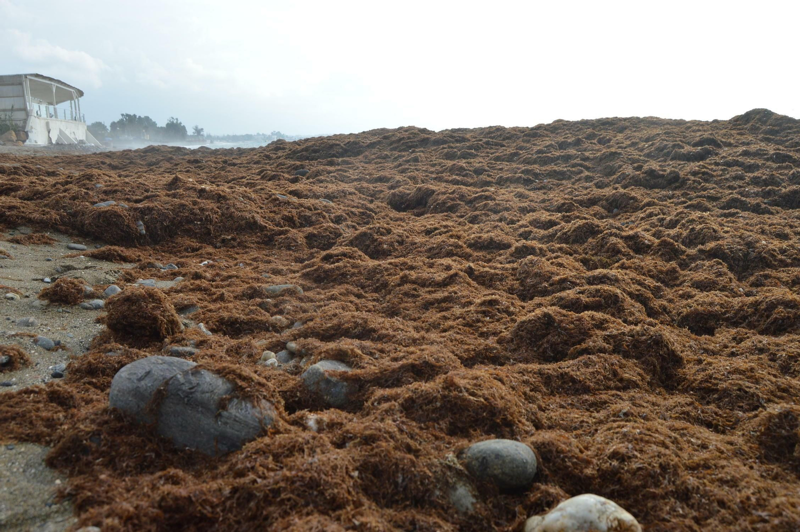 Fotos de la alga asiática en la Costa del Sol