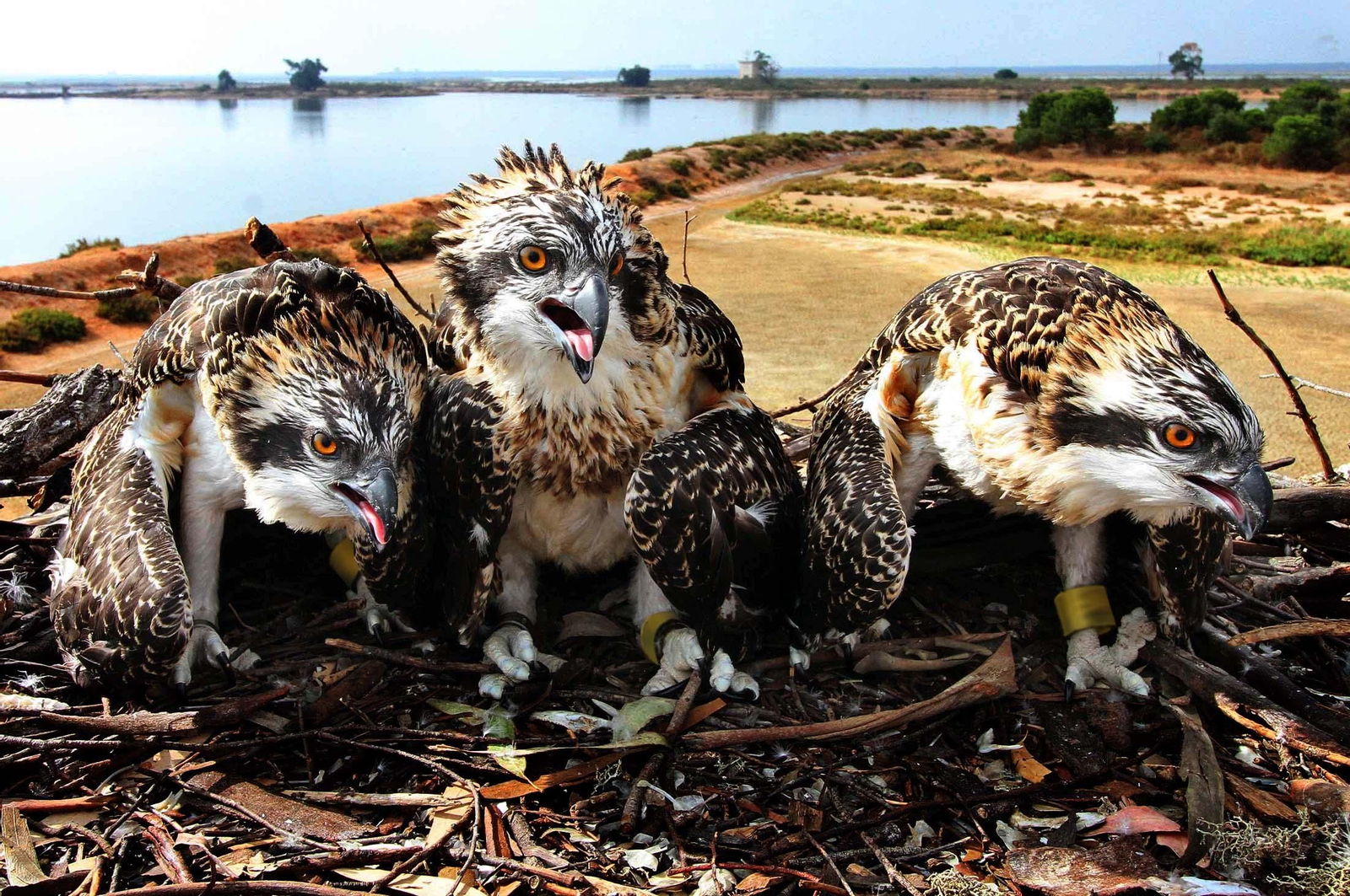 Imágenes de Marismas del Odiel, un Paraje Natural en la confluencia de las desembocaduras de los ríos Tinto y Odiel