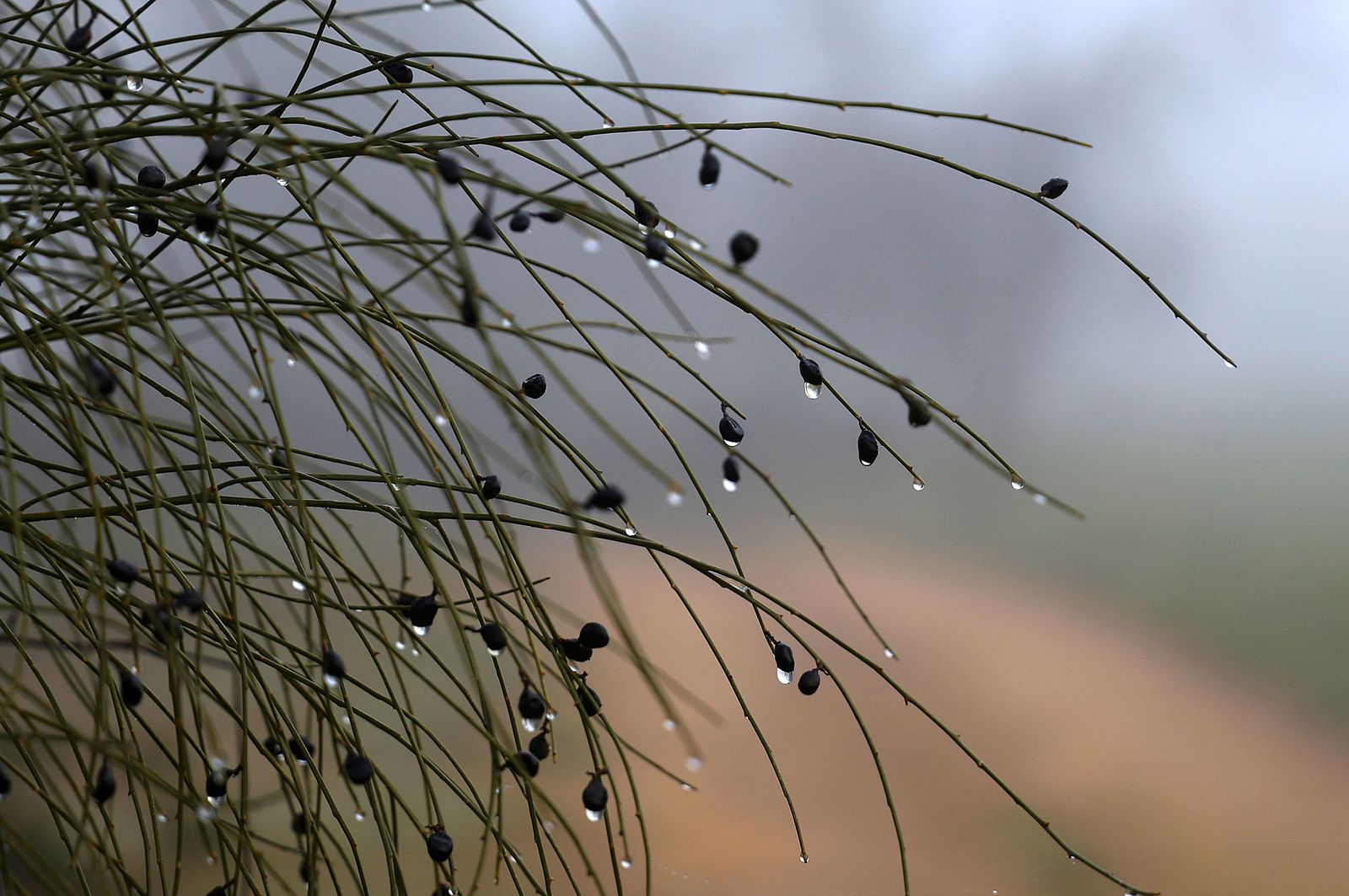 Imágenes de la densa niebla con la que han amanecido varios municipios de Huelva