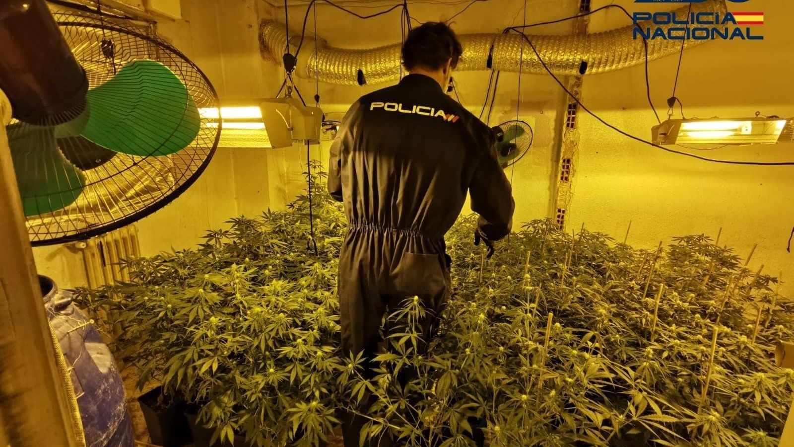 Un agente de la Policía en un cultivo de marihuana 'indoor'.