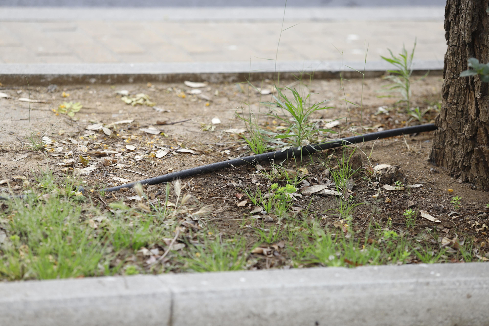 Imágenes del deterioro en la Avenida de Andalucía