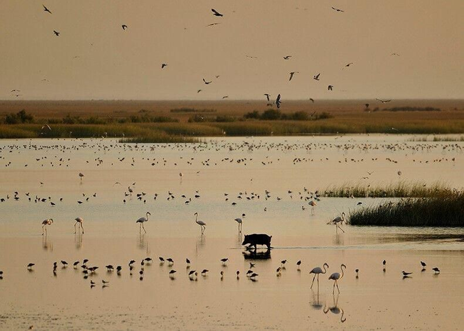 Parque Nacional de Doñana