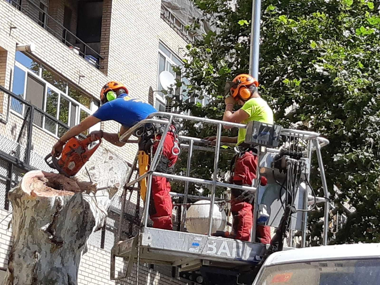 Un operario de las contratas maneja la motosierra en un plátano de sombra, en la avenida de la Borbolla, ayer.