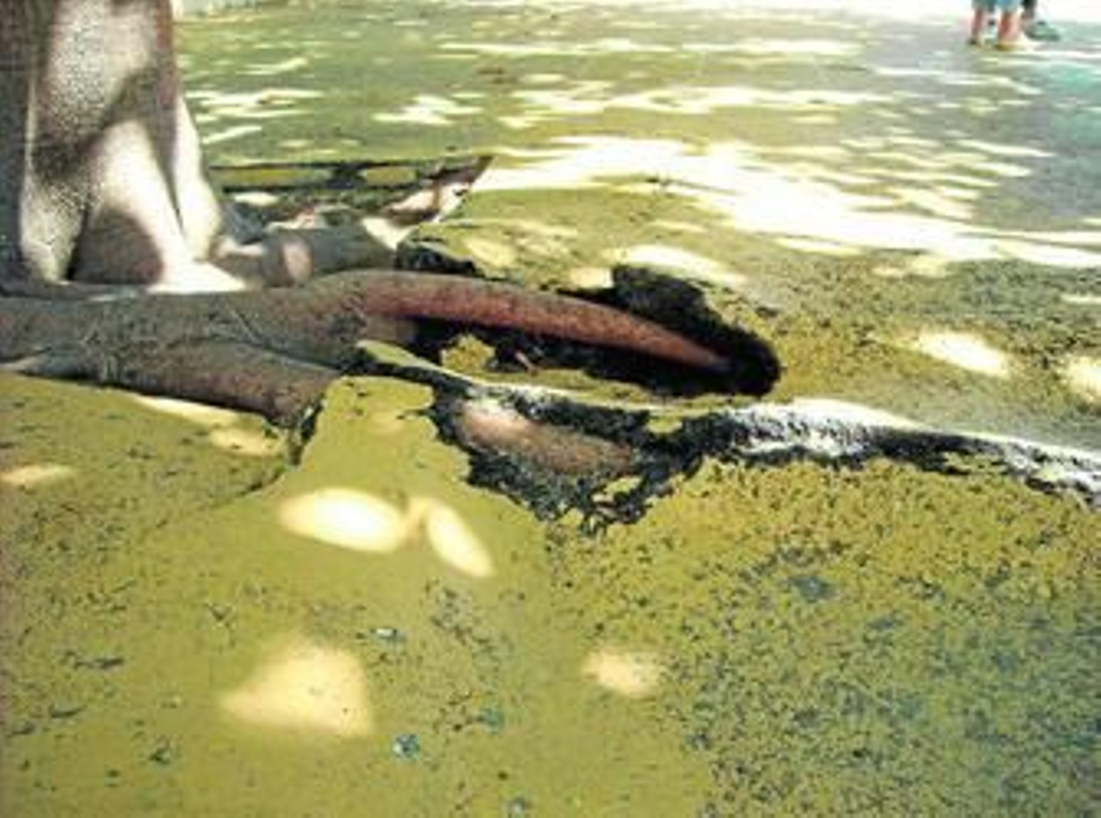 Las raíces de los árboles han levantado el asfalto de uno de los patios, lo que supone un peligro para los niños.