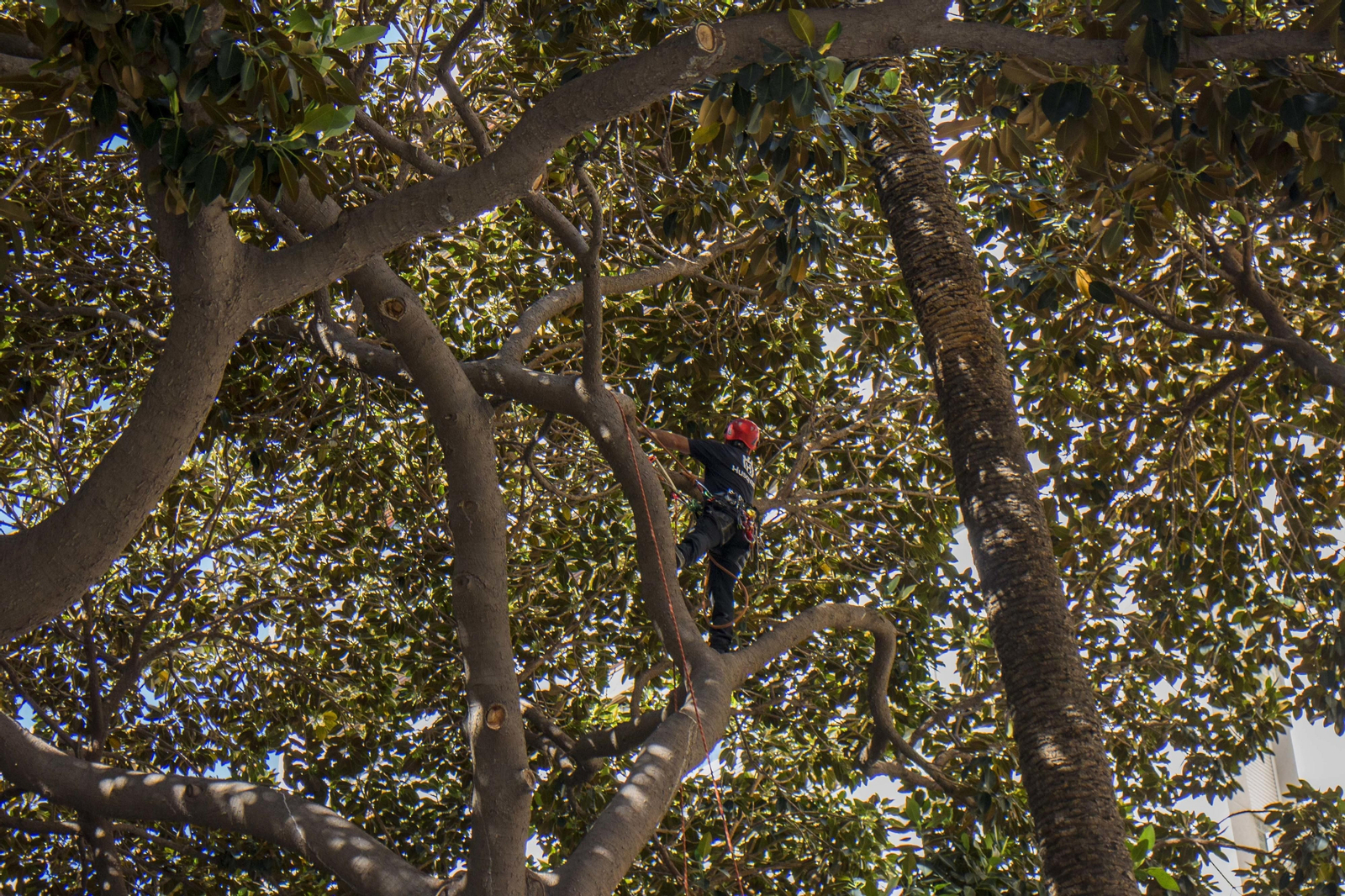 Pruebas en la copa del ficus centenario del Paseo, de 18 metros de altura