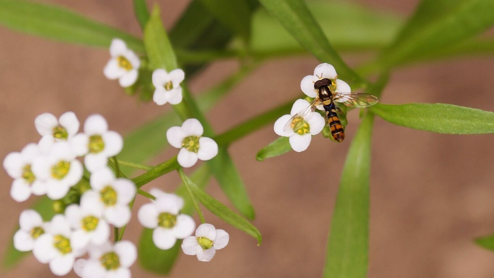 Sírfido adulto sobre planta Lobularia de Agrobío