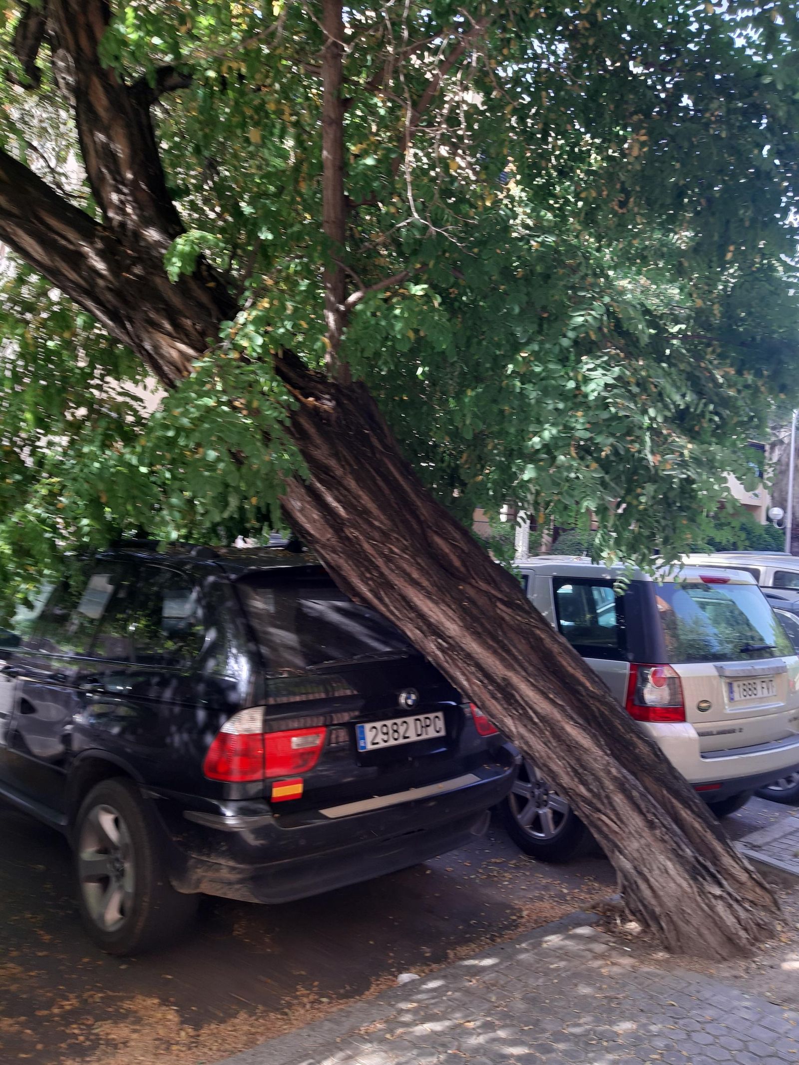 Inclinación del árbol de Genaro Parladé.