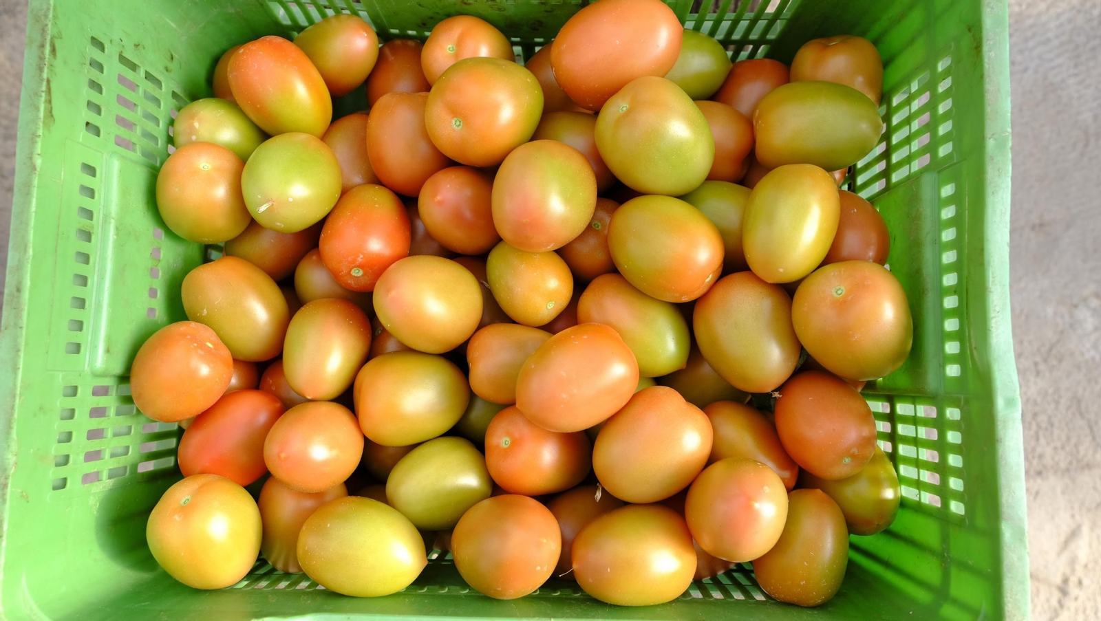Tomates del campo almeriense para los lineales de los supermercados, en imágenes
