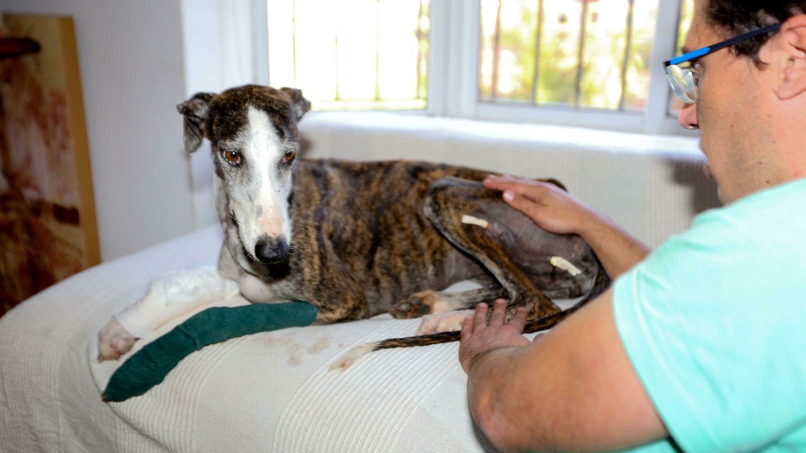 Un galgo en el veterinario