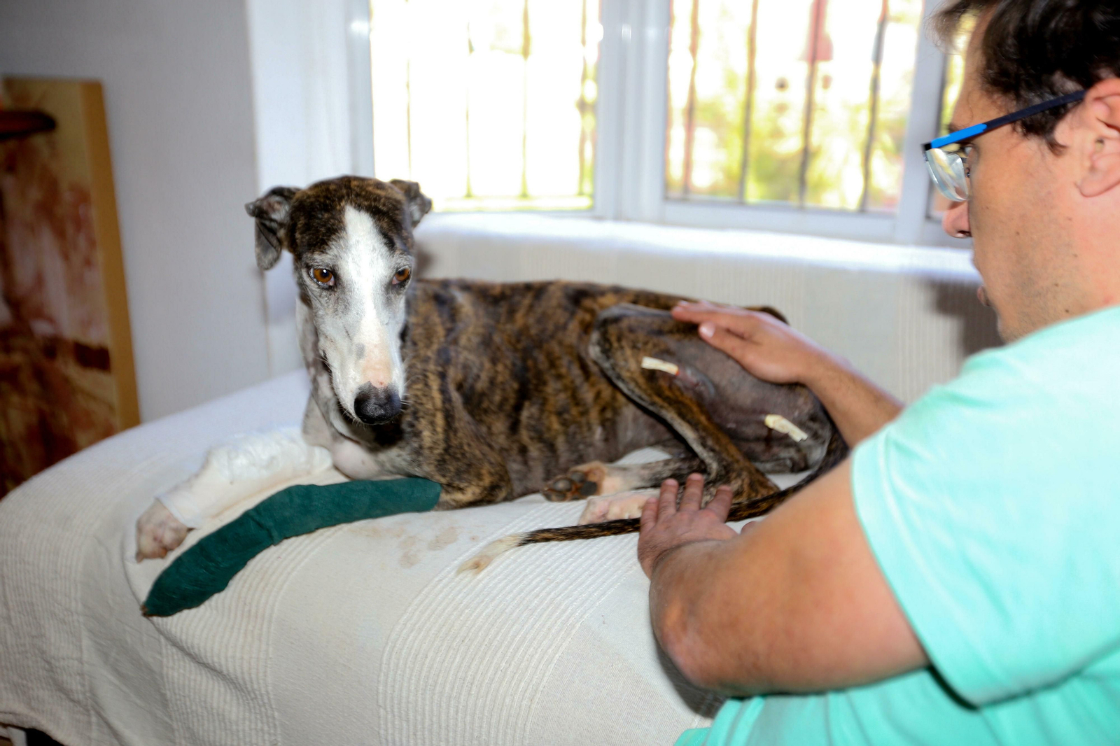Un galgo en el veterinario