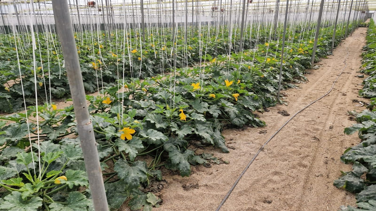 Interior de la finca en la que LAQ Organics cultiva sus calabacines ecológicos
