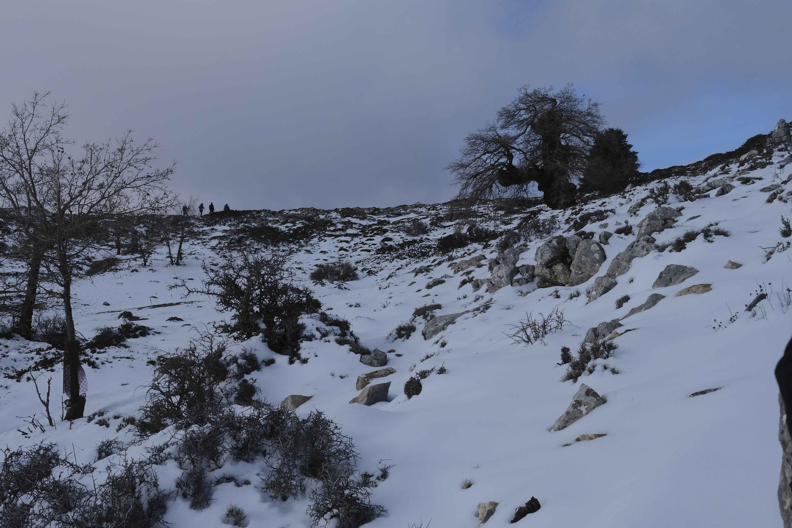El blanco viste el Parque Nacional de la Sierra de las Nieves. El blanco viste el Parque Nacional de la Sierra de las Nieves.