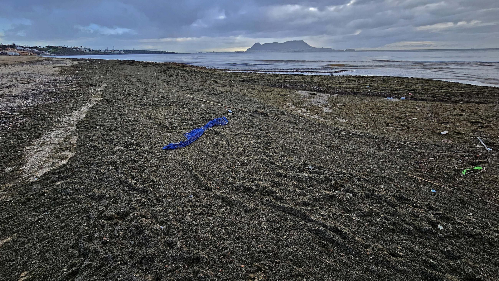 Fotos del nuevo arribazón de alga invasora en la playa de Getares en Algeciras