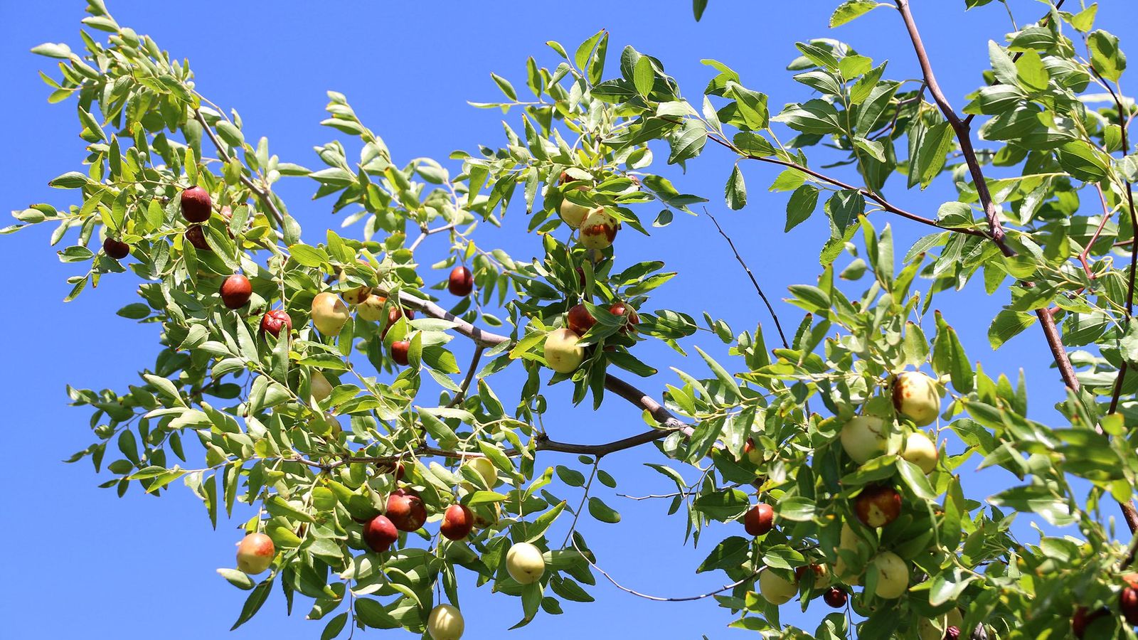 Las azufaifas se pueden encontrar en Cádiz, Málaga y Almería, entre otras ciudades de Andalucía