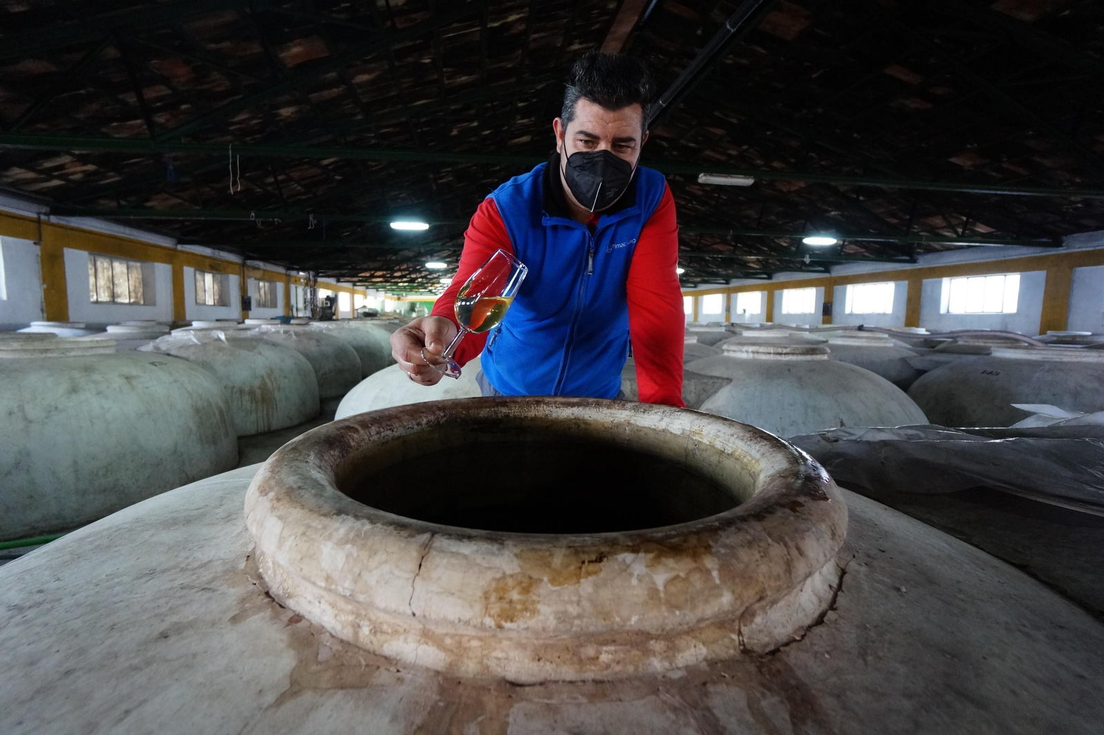 Un recorrido en fotografías por el vino nuevo de Moriles