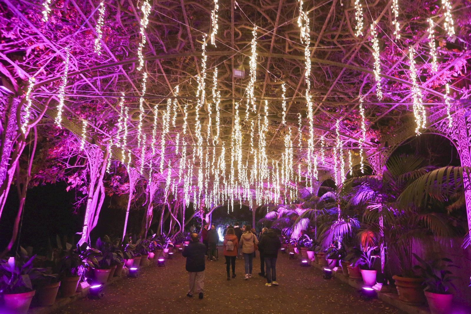 Las luces del Jardín Botánico de Málaga esta Navidad, en fotos