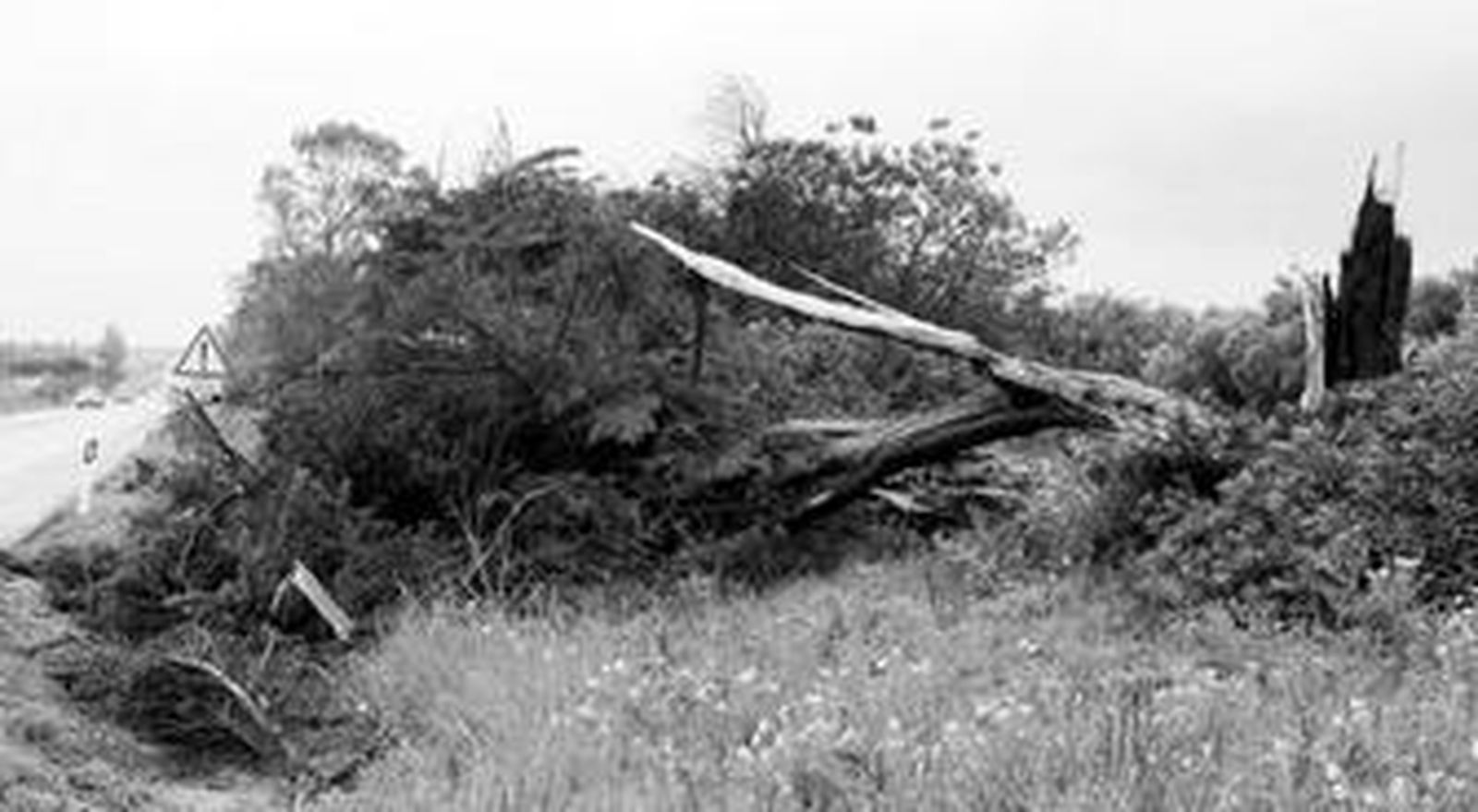 Uno de los numerosos árboles que el viento partió ayer. Éste estaba ubicado al lado de la antigua N-340, en Conil.