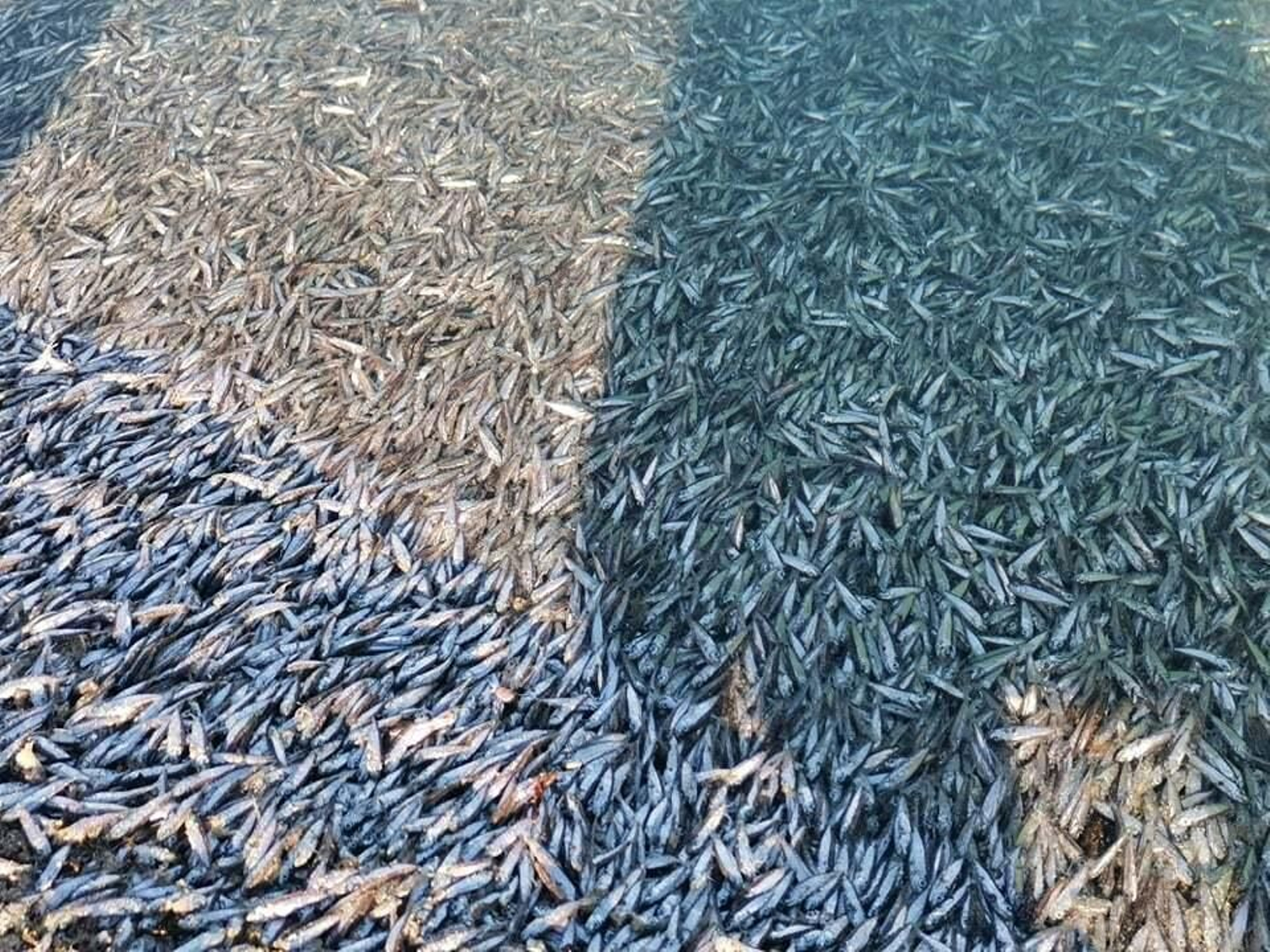 Varamiento masivo de peces en Tarifa.