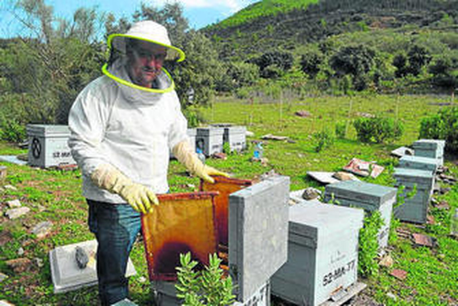 German Bernal, en su explotación de colmenas.