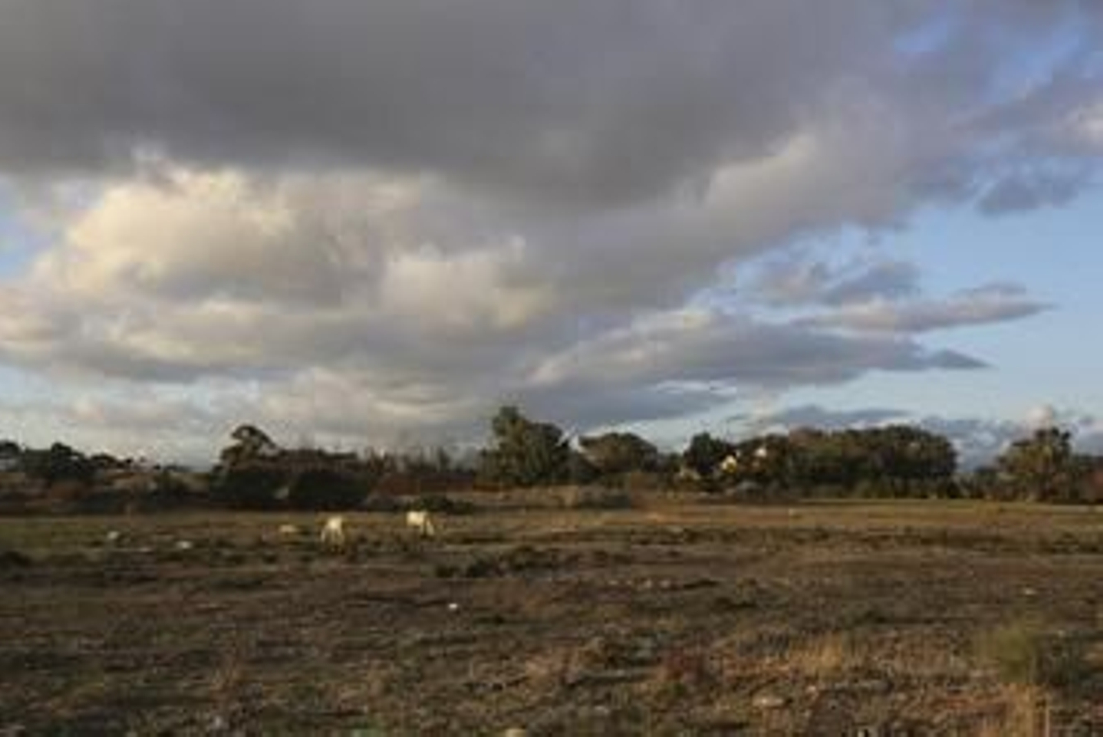 Suelos del sector de la Cizaña. Suelos del sector de la Cizaña.