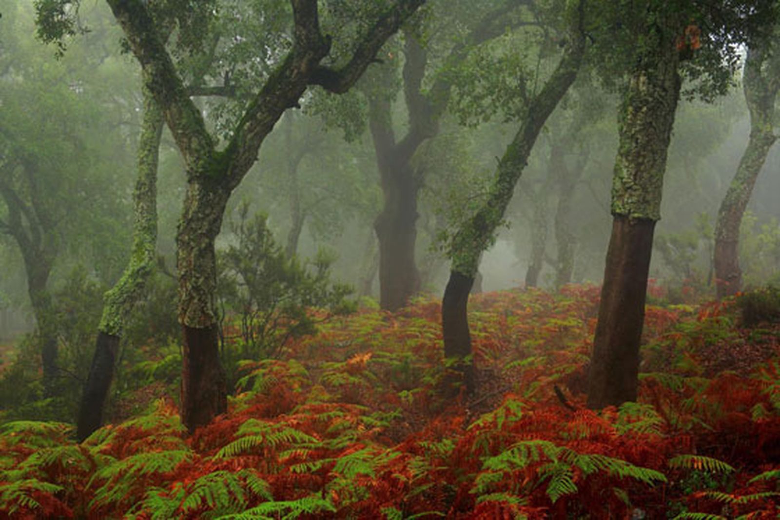 Diez fotografías para celebrar el Día Mundial del Medio Ambiente