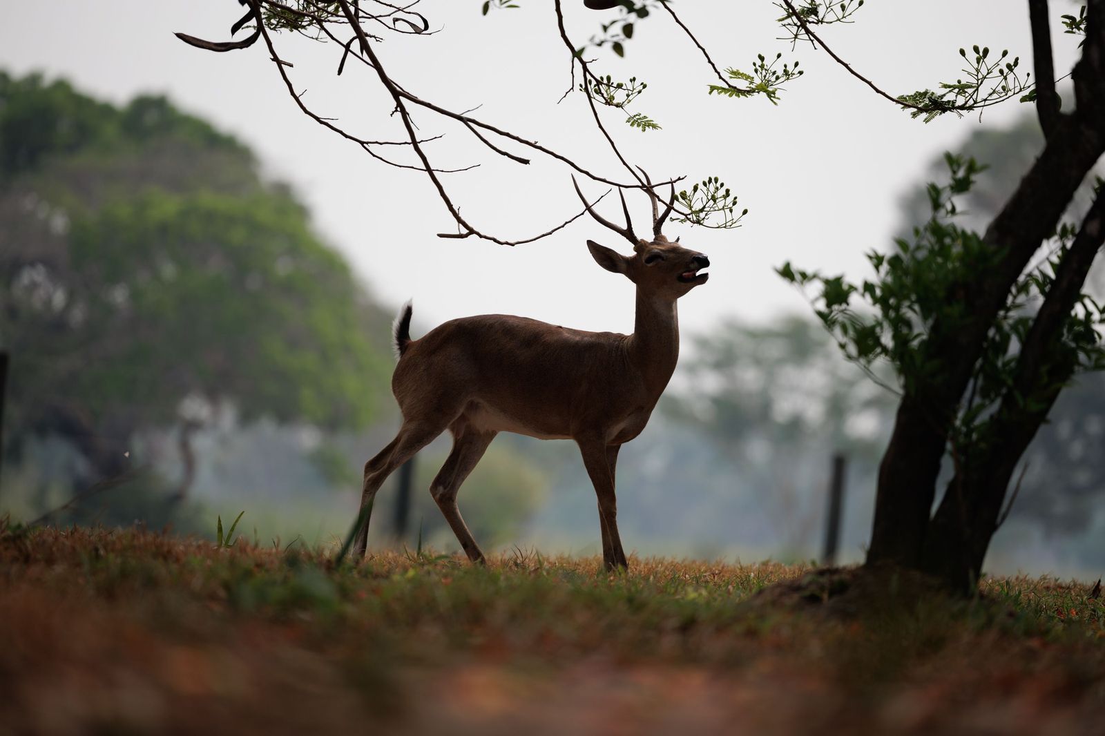 Las llamas convierten en una tumba al aire libre El Pantanal en Brasil