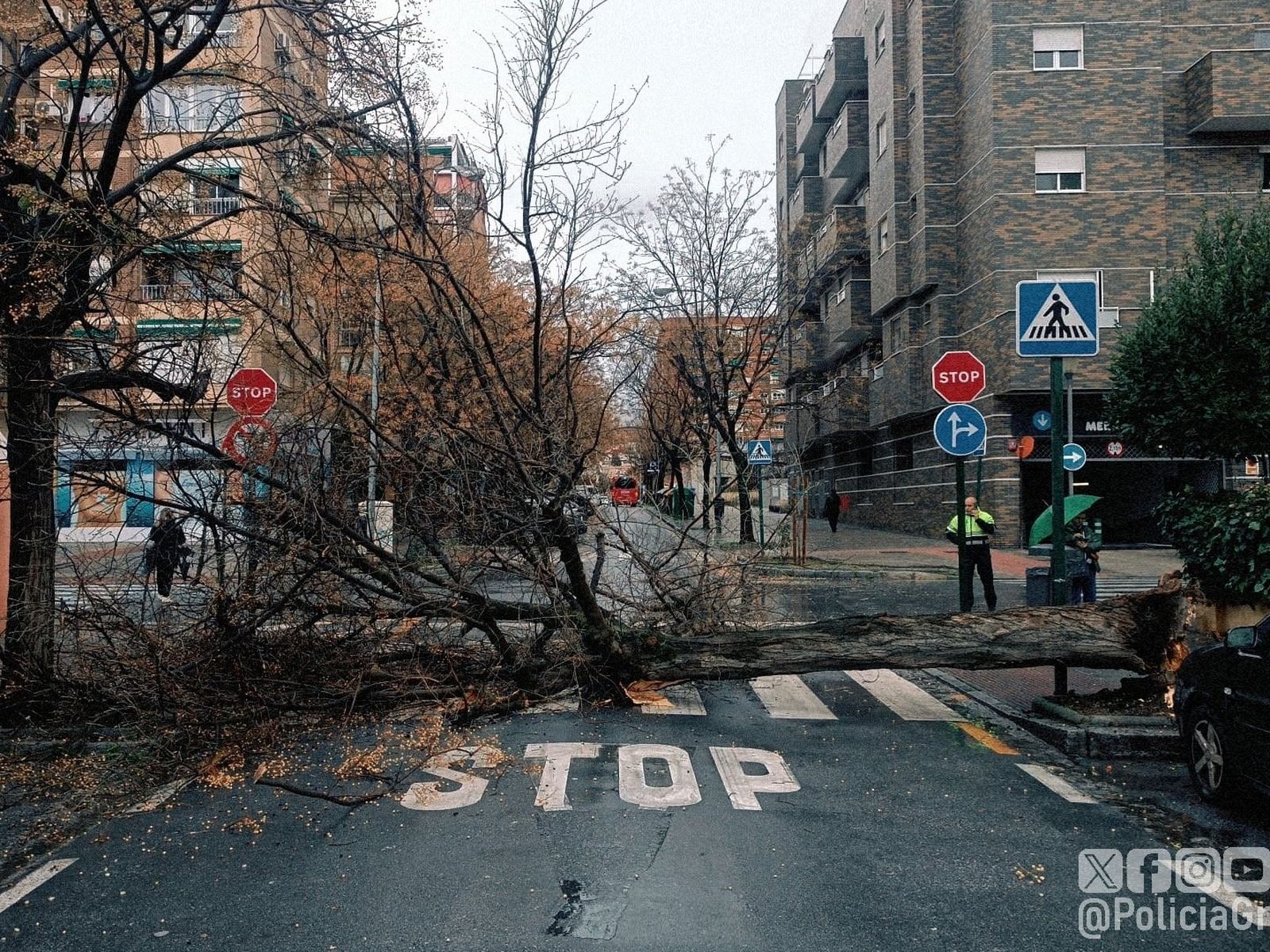 Uno de los árboles que se cayó durante los días de la borrasca.