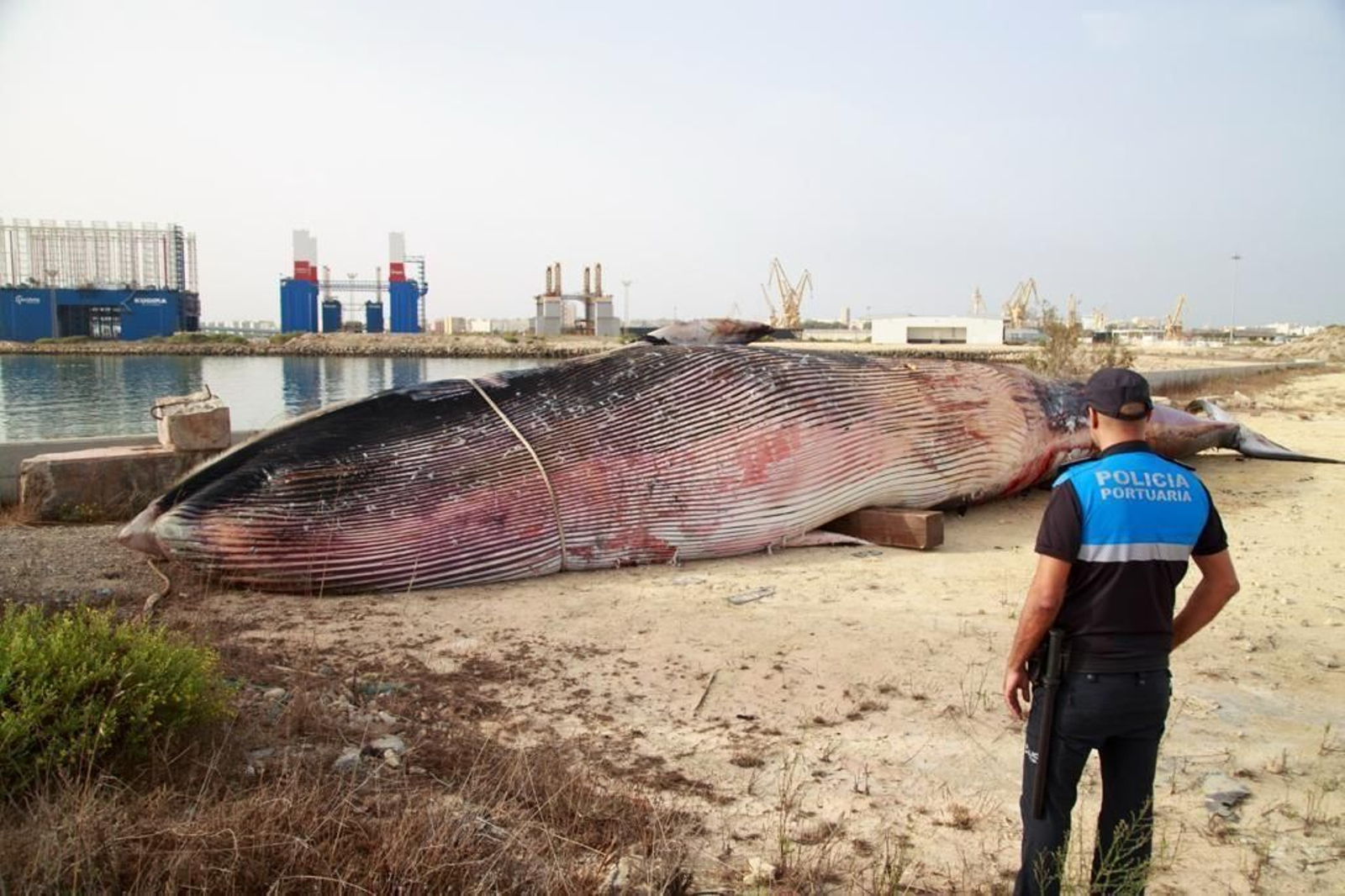 Aparece muerta una ballena en el puerto de Cádiz