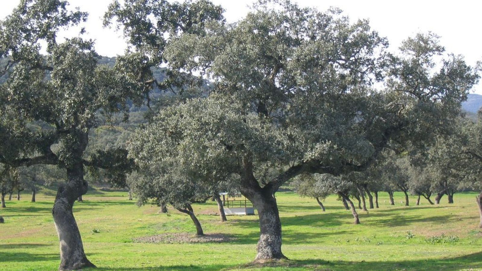 Cañaveral de León - Ribera de Hinojales