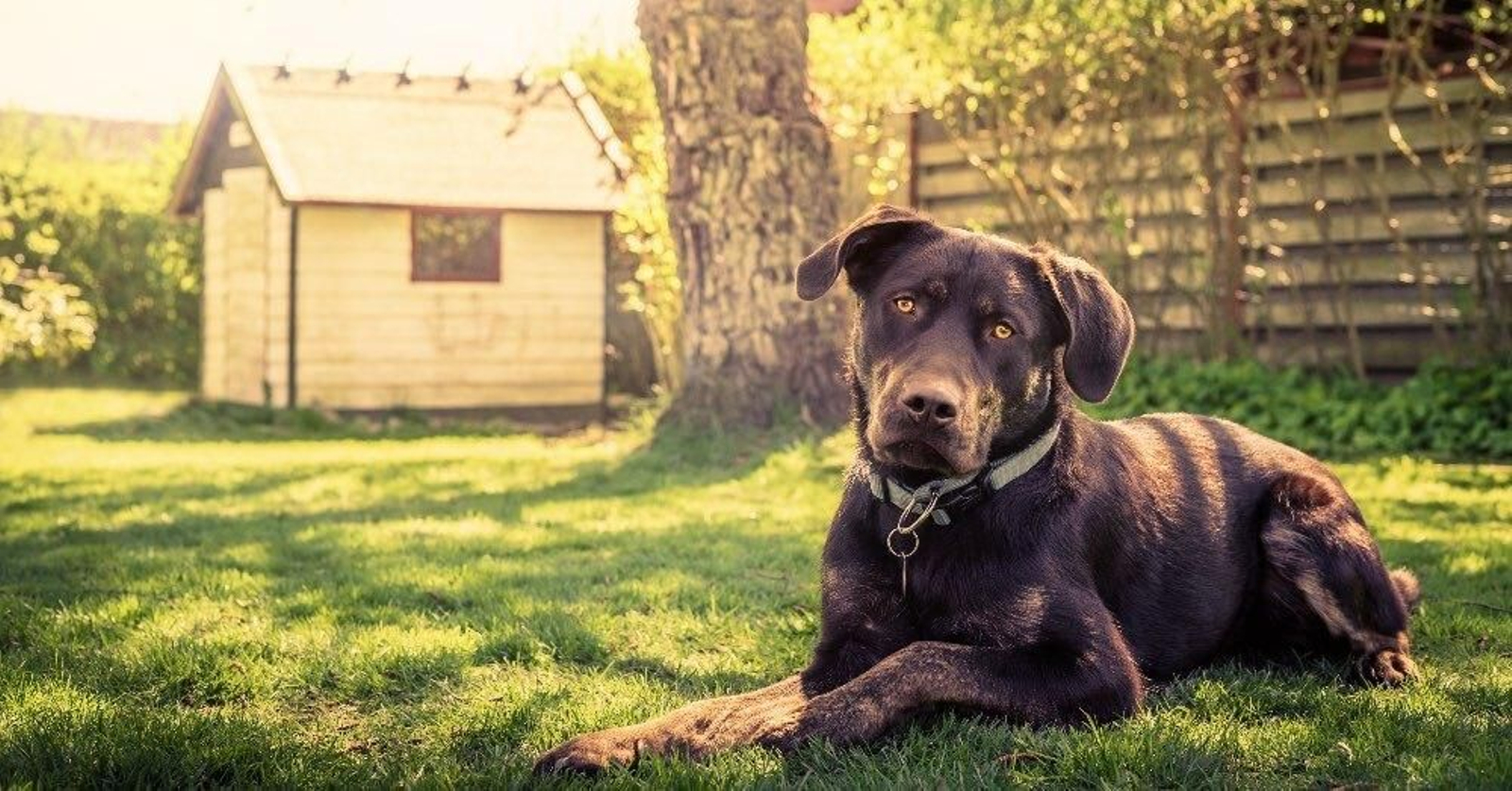 Un estudio revela los destinos ideales para viajar con tu perro por España este verano