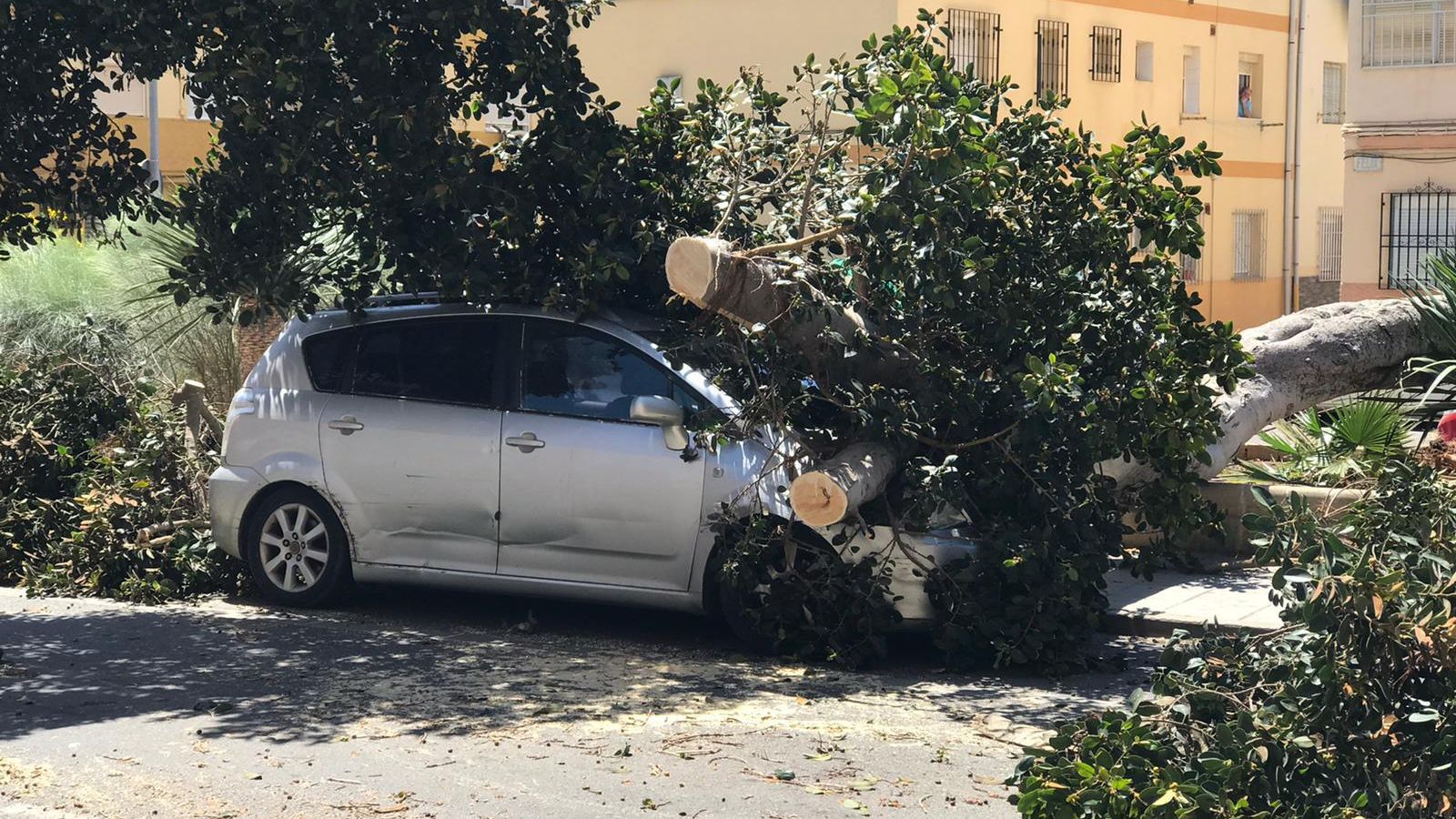 Un árbol cae sobre un coche en El Zapillo